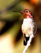  Hummingbird Looking Right
