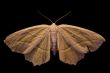 Moth in Dark
