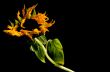 Parched Sunflower Study