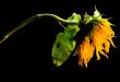 Parched Sunflower Study