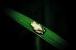 Frog on Leaf