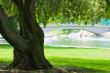 Tree Photos in a Park
