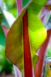 Banana Leaves