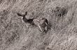 Fawn in Tall Grass