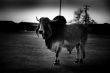 Pinhole Camera Cattle