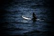 Surfer Waiting for the Perfect Wave