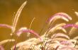 Pampas Grass