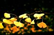 Yellow Leaves