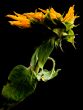 Parched Sunflower Study