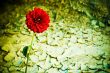 Red Flower in the Desert