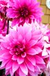 Pink Flowers