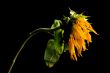 Parched Sunflower Study