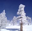 Frozen Trees