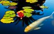 Lillies, Lotus and Fish