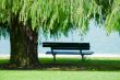 Tree Photos in a Park