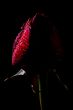 Rose with Droplets