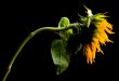 Parched Sunflower Study