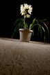 Flower Pot
