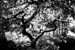 Gnarled Tree