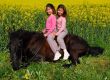horse laid down and twins