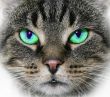 cat,domestic cat,green eye,animal