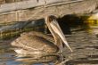 California Brown Pelican