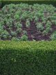 green city garden with small plants