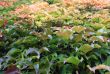colorful climbing vine from green to yellow
