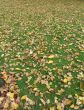 fall orange leaves on the green grass