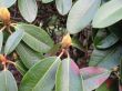 rhododendron flower buds