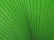 large green leaves