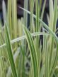 long green grass, reeds