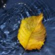 Poplar leaf on water