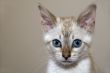 Kitten