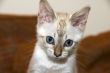 Bengal Kitten