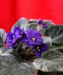 violet in blossom
