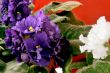 violet in blossom
