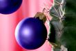 christmas cactus