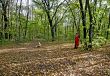 autumn forest