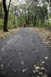 autumn forest road