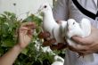 two doves