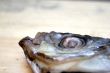 stockfish head
