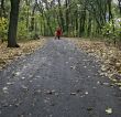forest walk