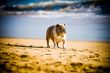 Dog Playing in the Surf