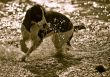 Dog Playing in the Surf