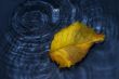 Poplar leaf on water