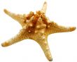 Starfish