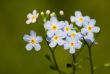 forget-me-not