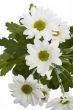 chrysanthemum