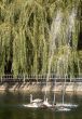 Swans on a pond.